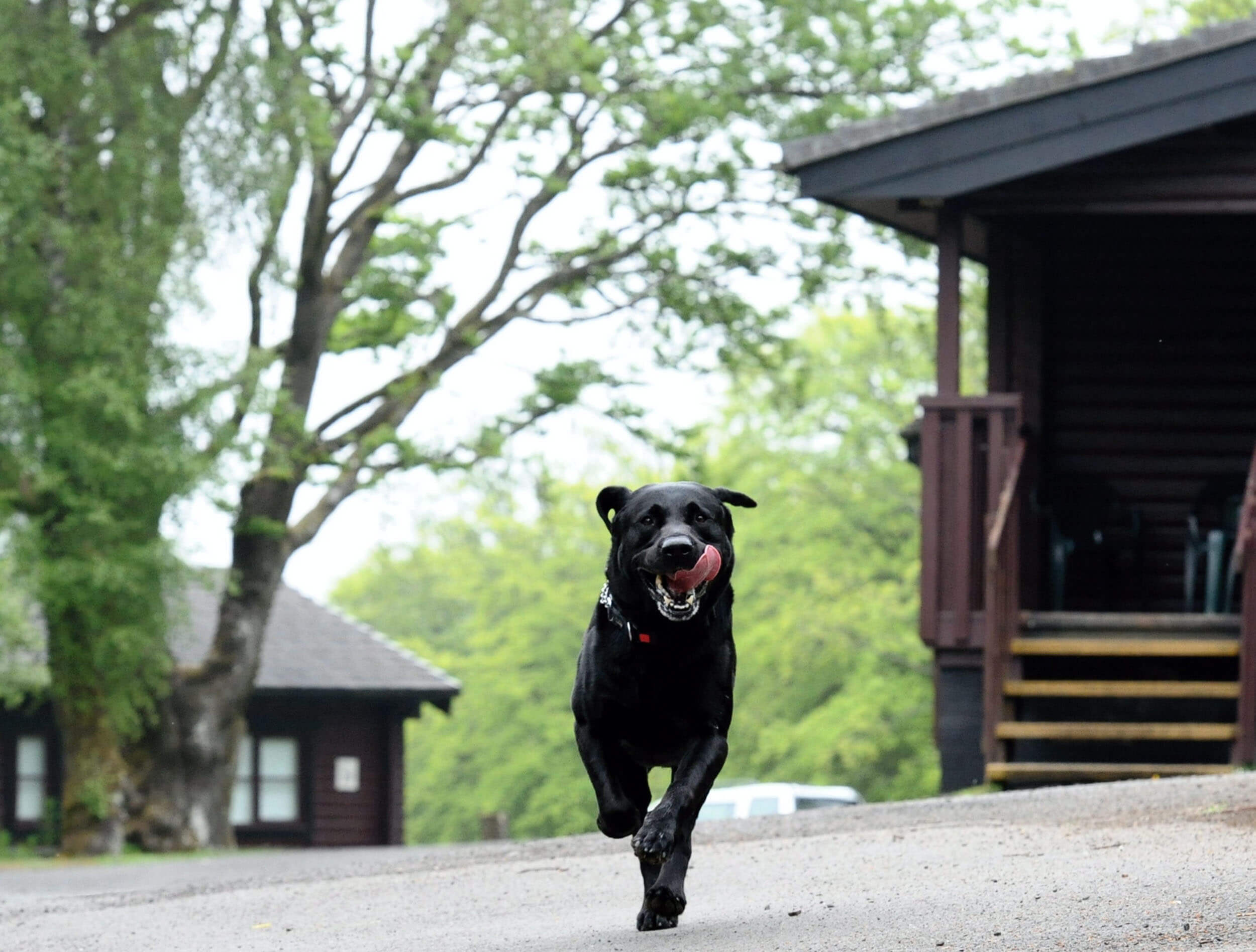 Large black Labrador dog running between two lodges at Kielder Waterside Park with his tongue hanging out. He looks very friendly and happy.